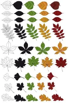 Autumn leaves Stock Illustration