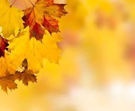 Autumn leaves Stock Illustration