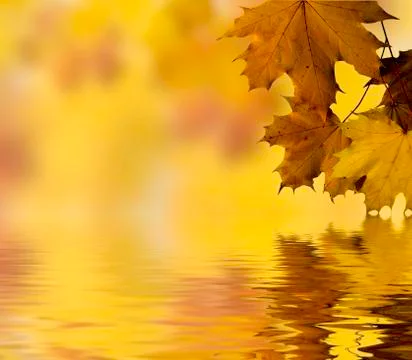 Autumn leaves Stock Illustration