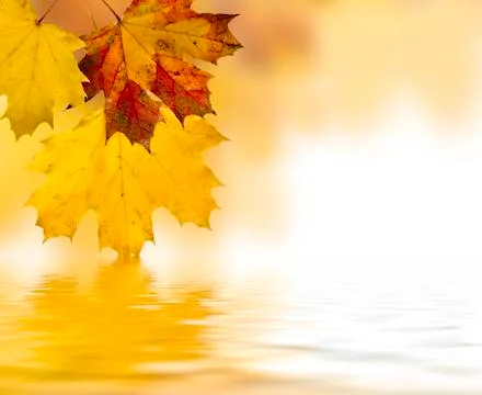 Autumn leaves Stock Illustration