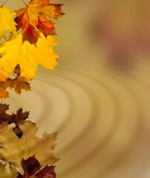Autumn leaves Stock Illustration
