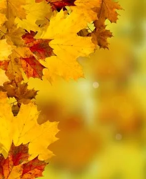 Autumn leaves Stock Illustration