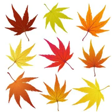Autumn leaves Stock Illustration