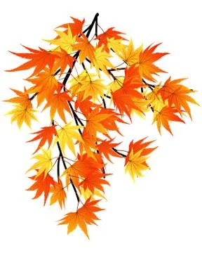Autumn  leaves Stock Illustration