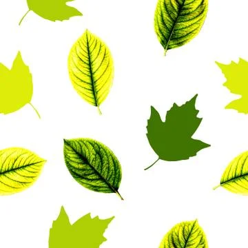 Autumn leaves Stock Illustration