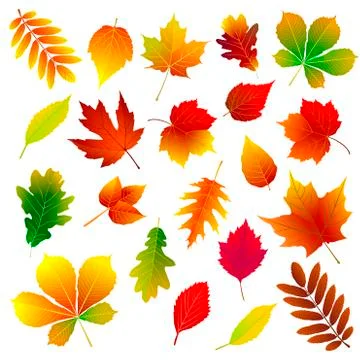 Autumn leaves Stock Illustration