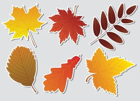 Autumn leaves Stock Illustration
