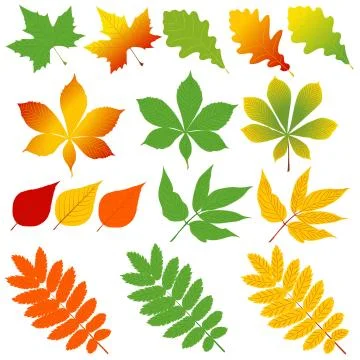 Autumn leaves Stock Illustration