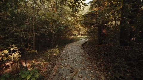 Autumn leaves landscapes Stock Footage 239616632