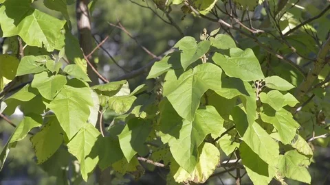 Autumn leaves on lime tree Stock Footage 81502606