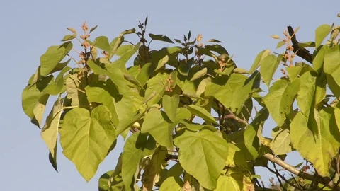 Autumn leaves on lime tree Stock Footage 81502618