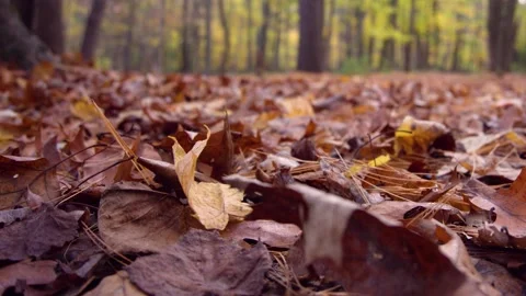 Autumn leaves low angle closeup Stock Footage 162932035