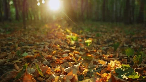 Autumn leaves lying in the forest at sunset Stock Footage 273008086