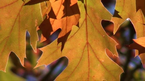 Autumn leaves macro close up Stock Footage 907239