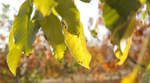 Autumn Leaves Macro Stock Footage 10734347