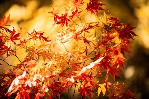Autumn leaves make fall pattern. Autumn leaves show golden carpet. Autumn l.. Stock Photos