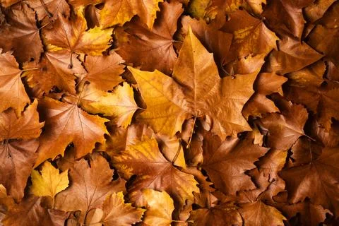 Autumn leaves make fall pattern. Autumn leaves show golden carpet. Autumn l.. Stock Photos