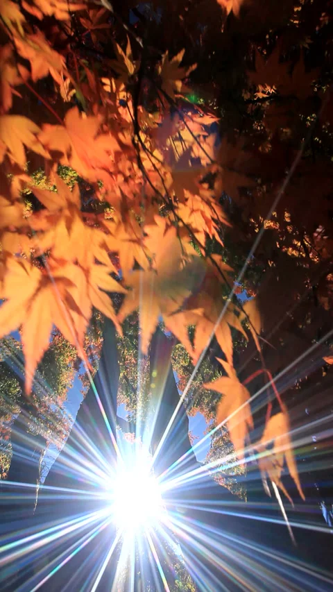Autumn Leaves of Maple and Dappled Sunlight Vídeo Stock 330273822