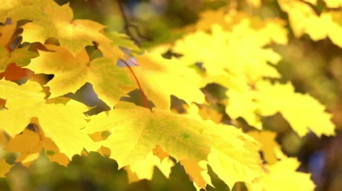Autumn leaves  from maple branches Stock Footage 42812426