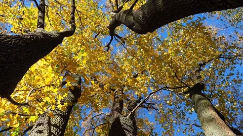 Autumn leaves of an maple-tree Stock Footage 99878472