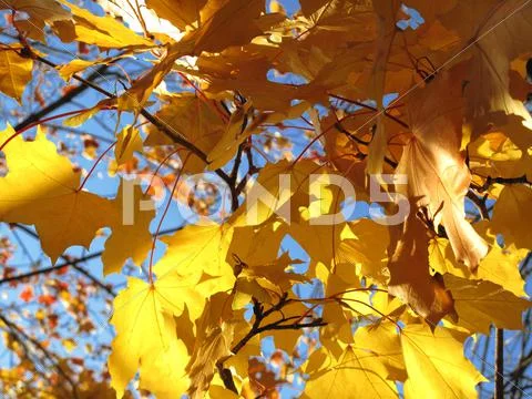 Autumn leaves of maple tree Stock Photos