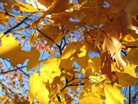 Autumn leaves of maple tree Stock Photos