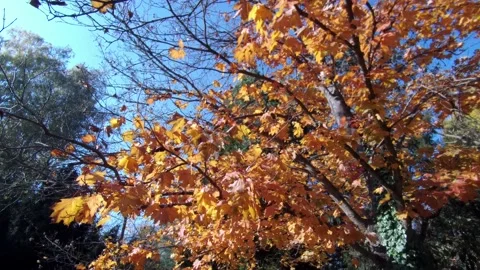 Autumn leaves of maple, tree, possibly Norway Maple, swinging in moderate wind Stock Footage 165177130