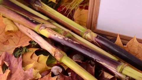Autumn leaves, maple, viburnum, pine cone, acorn and nut on wooden Stock-Footage 70397005