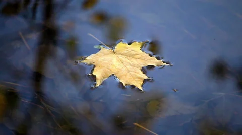 Autumn leaves of maple in the water Stock Footage 32902962