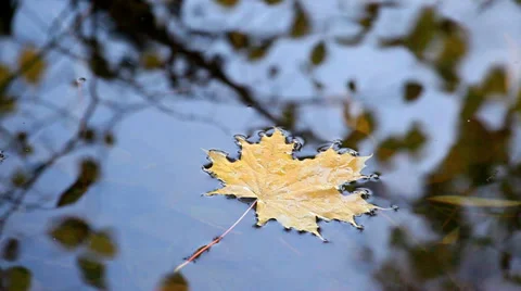 Autumn leaves of maple in the water Stock Footage 32903089