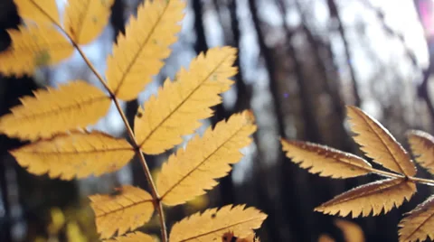 Autumn leaves of a mountain ash Video stock 33793756