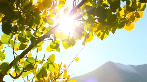 Autumn Leaves with Mountain Backdrop Stock Footage 53312346