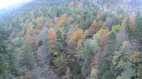 Autumn leaves in the mountain Stock Footage 33780549