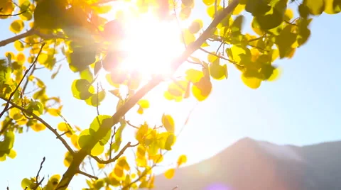 Autumn Leaves with Mountain Stock Footage 53312372
