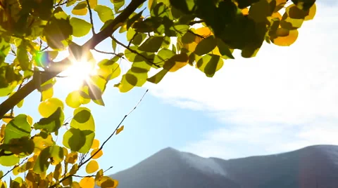 Autumn Leaves with Mountain Setting Stock Footage 53312300