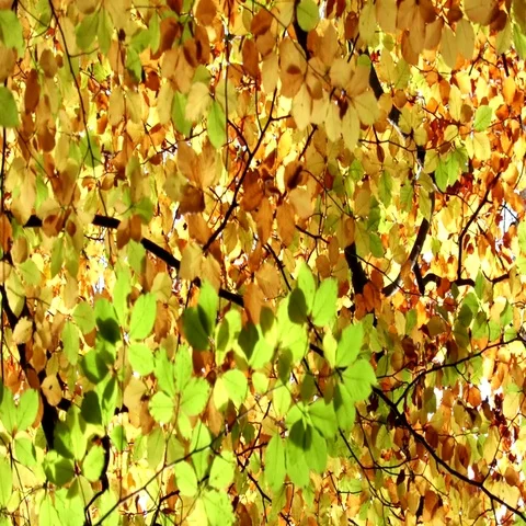 Autumn leaves move on a tree Stock Footage 69702870