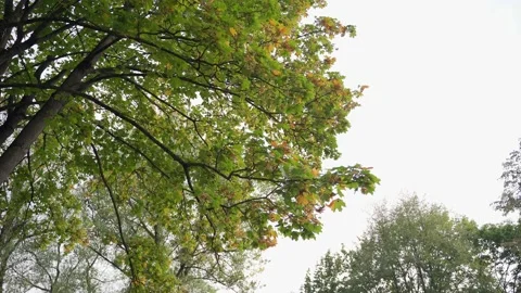 Autumn. Leaves move in the wind and fall to the ground Stock Footage 150863363