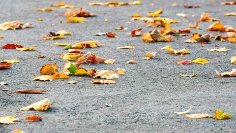 Autumn leaves  moved from the ground by the autumn wind Stock Footage