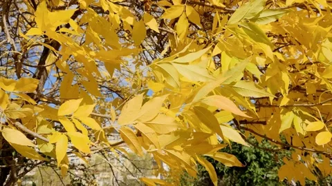 Autumn leaves moved by the wind Stock Footage 141846017