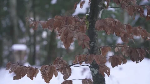 Autumn Leaves Moving Gently in the Wind Stock Footage 323014642