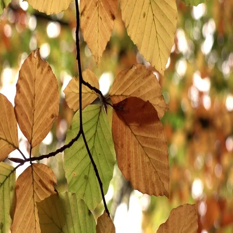 Autumn leaves moving on a tree close up zoom Stock Footage 69702879