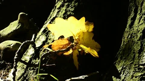 Autumn leaves moving in the wind Stock Footage 12765452