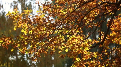 Autumn leaves on the oak trees Stock Footage 68220908