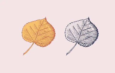 Autumn leaves or herb. Rustic decorative poplar plant. Vector illustration Stock Illustration