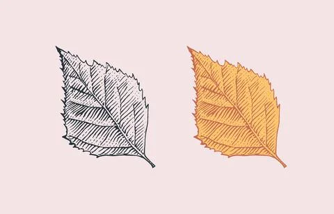 Autumn leaves or herb. Rustic decorative birch plant. Vector illustration 스톡 일러스트