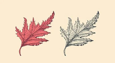 Autumn leaves or herb. Rustic decorative plant. Vector illustration. Engraved Stock Illustration