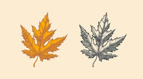 Autumn leaves or herb. Rustic decorative Maple plant. Vector illustration Stock Illustration