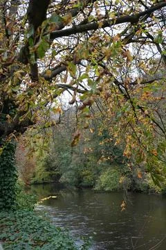 Autumn Leaves Over Tranquil River In Matlock Bath, Derbyshire, England Stock Photos