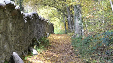 Autumn leaves in the park Video stock 32302466