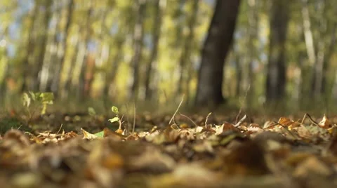 Autumn leaves in the park Stock Footage 68408158